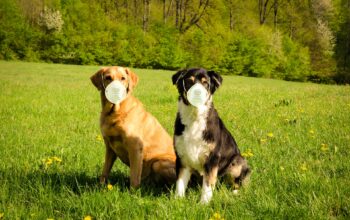 Here’s Why You Might Want To Get A Dog