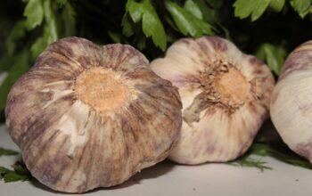 The Amazing Health Benefits Of Garlic