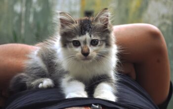 Tips To Be A Great New Cat Owner