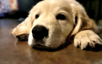 Top Tips for New Dog Owners 