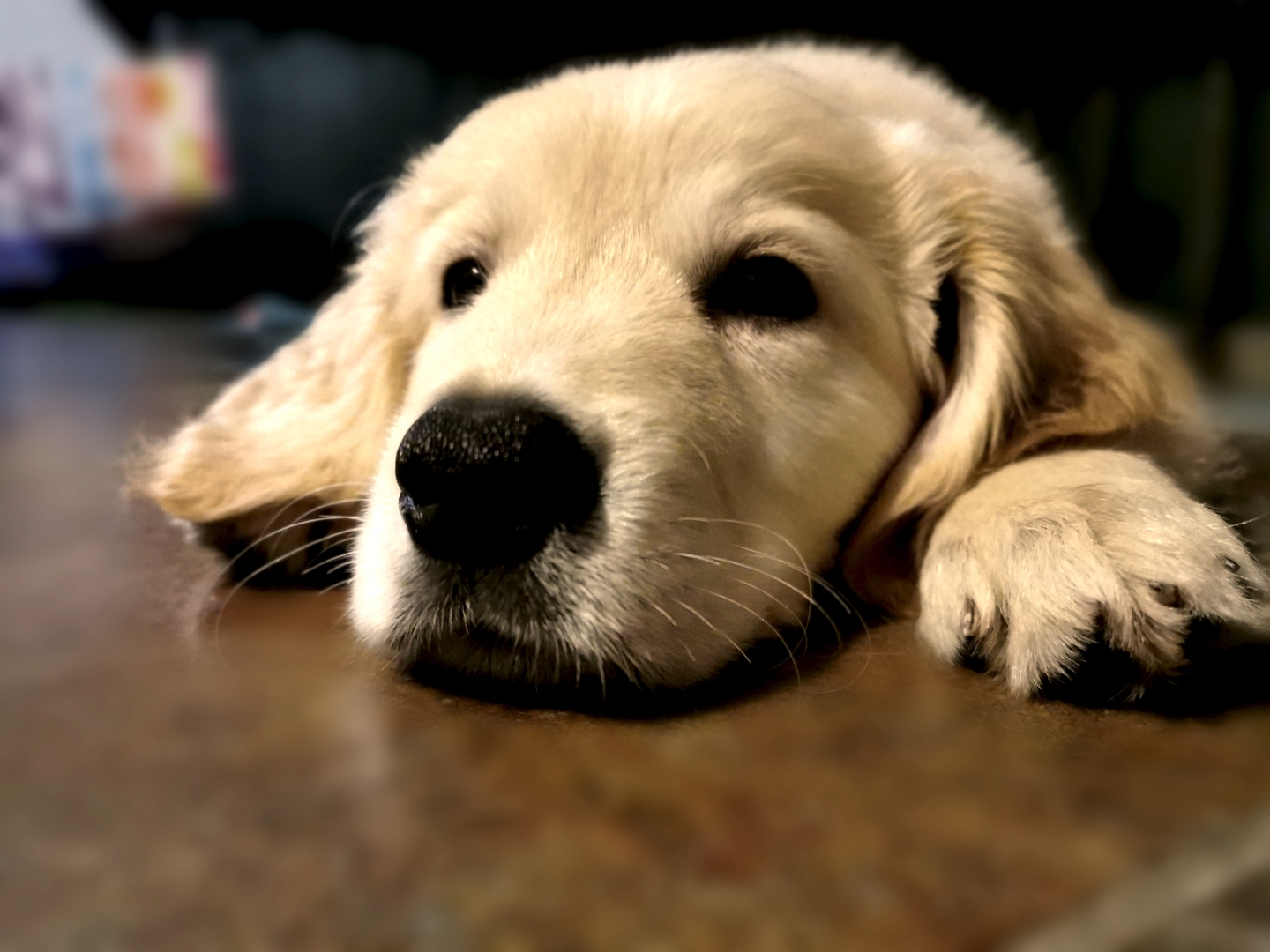 Top Tips for New Dog Owners A Pinch Of Thoughts