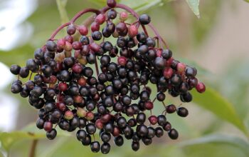 Dangerous Fruits and Plants You Might Want To Avoid