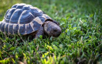 Safest Pets For Children