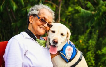 Senior Dog Care Tips All Owners Should Know