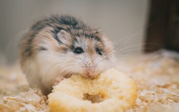 Keeping Your Hamster in Great Health