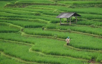Organic Farming